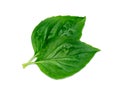 Close up Sweet Basil leaf on white background Royalty Free Stock Photo