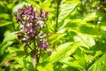 Close up Sweet Basil Ocimum basilicum Royalty Free Stock Photo