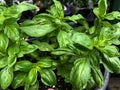 Close up of sweet basil plant in a black pot Royalty Free Stock Photo