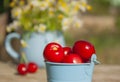 Close-up sweet cherries in a decorative small bucket Royalty Free Stock Photo