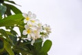 Sweet flowers white plumeria rubra blooming frangipani in garden on sky background Royalty Free Stock Photo