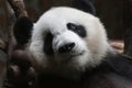 Close-up Giant Panda Fluffy Face , China