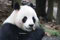 Close-up Giant Panda Fluffy Face , China Royalty Free Stock Photo