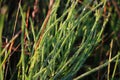The close-up of sweet grass stalks in the wind