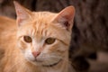 Close up of sweet looking orange tabby cat