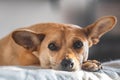 Sweet dog in a cosy home environment looking at camera