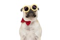 Close-up on a sweet mops dog wearing sunglasses