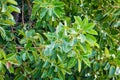Close up sweet olive tree leafs Royalty Free Stock Photo
