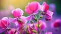 Vibrant Close-up Of Sweet Pea Stigma And Anthers With Blurred Background