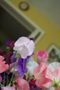 Close up of Sweet Pea flowers Lathyrus odoratus indoors