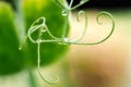 Sweet-pea Tendrils - Lathyrus-odoratus