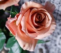 close up sweet peach rose full bloomed Royalty Free Stock Photo