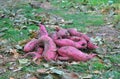 Close up on Sweet Potato Harvest with Autumn Leaves Background. Royalty Free Stock Photo