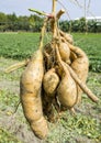 Close-up sweet potato plant at farmland Royalty Free Stock Photo