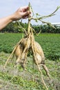 Close-up sweet potato plant at farmland Royalty Free Stock Photo