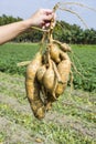 Close-up sweet potato plant at farmland Royalty Free Stock Photo
