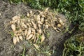 Close-up sweet potato plant at farmland Royalty Free Stock Photo