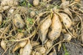 Close-up sweet potato plant at farmland Royalty Free Stock Photo