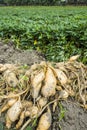 Close-up sweet potato plant at farmland Royalty Free Stock Photo