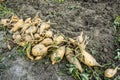 Close-up sweet potatoes plant at farmland Royalty Free Stock Photo