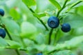 A close-up of Wild Blueberry, Vaccinium myrtillus, in boreal forest Royalty Free Stock Photo