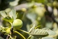 Close up of a sweet single fig on the branch Royalty Free Stock Photo