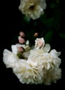 close up sweet white pink roses in dark background Royalty Free Stock Photo