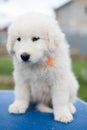 Portrait of a cute maremma puppy with purple ribbon sitting on the table outside in summer. Royalty Free Stock Photo