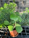 Close-up the hoya plant is planted in a pot. Royalty Free Stock Photo