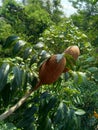 Close up swietenia mahagoni mahoni, mauni flower with natural background. Mahogany is a straight-grained, reddish-brown timber o