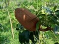 Close up swietenia mahagoni mahoni, mauni flower with natural background. Mahogany is a straight-grained, reddish-brown timber o