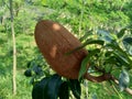 Close up swietenia mahagoni mahoni, mauni flower with natural background. Mahogany is a straight-grained, reddish-brown timber o