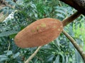 Close up swietenia mahagoni mahoni, mauni flower with natural background. Mahogany is a straight-grained, reddish-brown timber o