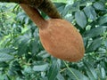 Close up swietenia mahagoni mahoni, mauni flower with natural background. Mahogany is a straight-grained, reddish-brown timber o