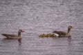 Close up of swimming Greylag goose (Anser anser) family. Small chicks of greylag goose together with their parents Royalty Free Stock Photo