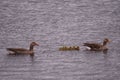 Close up of swimming Greylag goose (Anser anser) family. Small chicks of greylag goose together with their parents Royalty Free Stock Photo