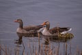 Close up of swimming Greylag goose (Anser anser) family. Small chicks of greylag goose together with their parents Royalty Free Stock Photo