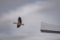 Close up of swimming Greylag goose (Anser anser) flying in the sky Royalty Free Stock Photo