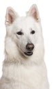 Close-up of Swiss Shepherd dog, 3 years