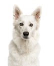 Close-up of a Swiss Shepherd Dog