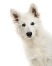 Close-up of a Swiss Shepherd Dog puppy looking at the camera