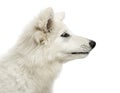 Close-up of a Swiss Shepherd Dog puppy`s profile