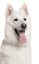 Close-up of Swiss Shepherd dog with tongue out