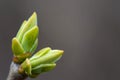 Close-up of the swollen buds of a tree in early spring.