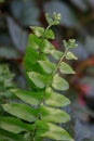 Close-up of a Sword Fern Frond