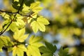 close up of sycamore spring maple leaf in the forest backlit by the morning sun april spring maple leaves in the forest Royalty Free Stock Photo