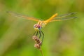 Sympetrum fonscolombii, Red-veined darter or nomad resting on vegetation