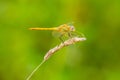 Sympetrum fonscolombii, Red-veined darter or nomad resting on vegetation