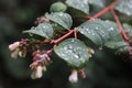Close up of Symphoricarpos Ã chenaultii plant also known as chenault coralberry
