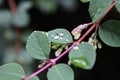 Close up of Symphoricarpos Ã chenaultii plant also known as chenault coralberry